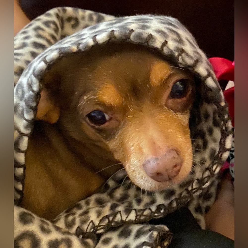 Meet your Posher, Mia - Picture 7 of 16